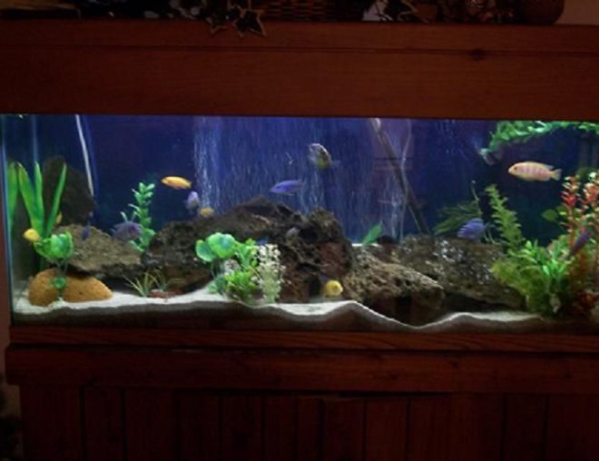 75 gallons freshwater fish tank (mostly fish and non-living decorations) - 70 gallon Cichlid Tank