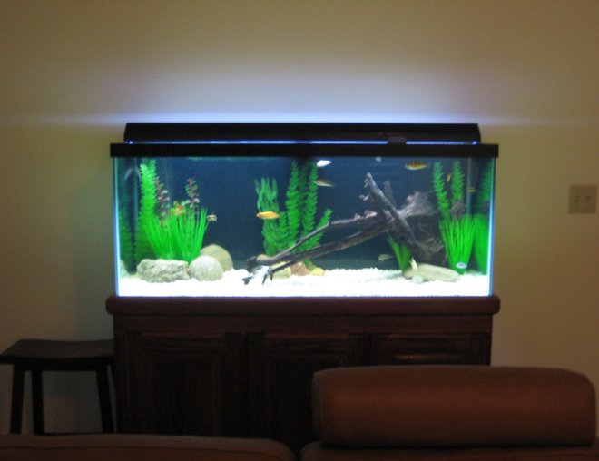 75 gallons freshwater fish tank (mostly fish and non-living decorations) - African Tank