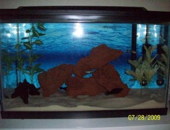 55 gallons freshwater fish tank (mostly fish and non-living decorations) - My sons 10 gal.