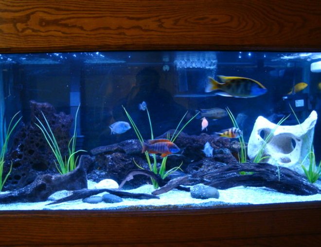75 gallons freshwater fish tank (mostly fish and non-living decorations) - 75 gallon african cichlid tank.