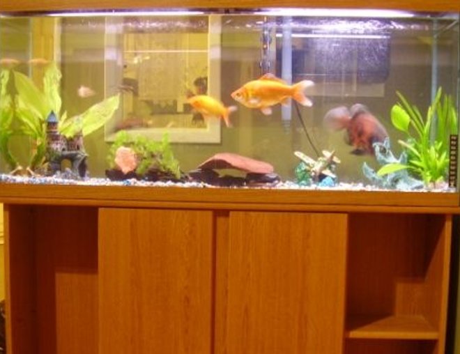 55 gallons freshwater fish tank (mostly fish and non-living decorations) - 55 Gallon Freshwater Tank 5 months old.
