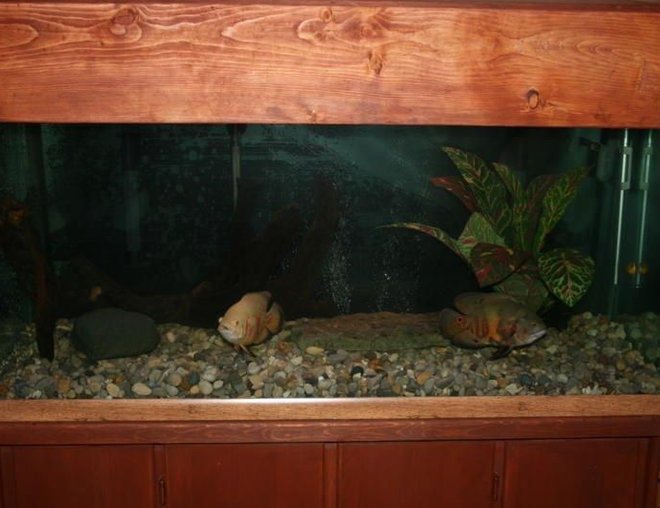 75 gallons freshwater fish tank (mostly fish and non-living decorations) - This tank is  a 75 gal with two oscars . 
I biult this tank from scrach form the bottom  to the top  yes and the glass.