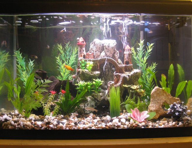 20 gallons freshwater fish tank (mostly fish and non-living decorations) - A picture of my ballin 20 gallon tall planted tank with assorted non-living decorations.
