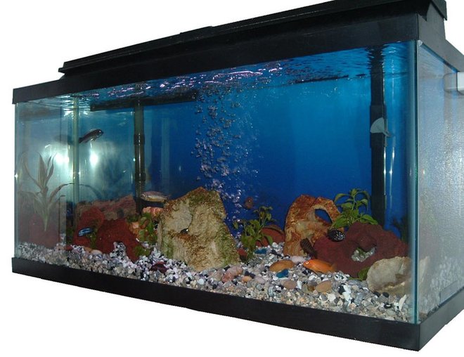 30 gallons freshwater fish tank (mostly fish and non-living decorations) - Side profile of 30g