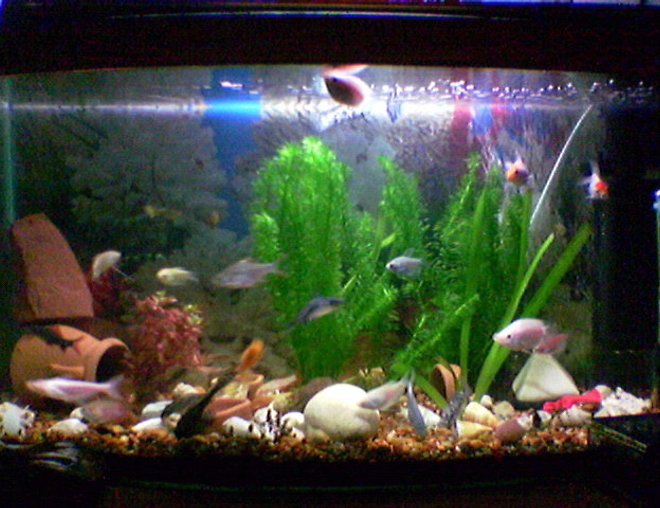 20 gallons freshwater fish tank (mostly fish and non-living decorations) - my tank! 20 gallons, not much but i love it!