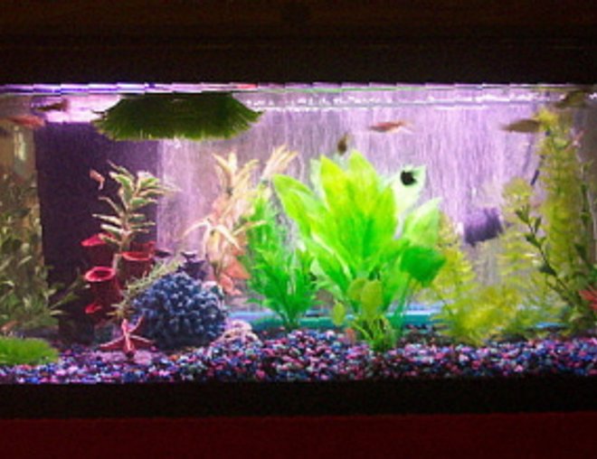 freshwater fish tank (mostly fish and non-living decorations) - 20g long tank