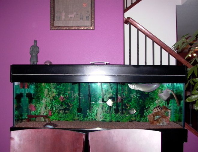 125 gallons freshwater fish tank (mostly fish and non-living decorations) - my tanks I mad the canopy my self = )