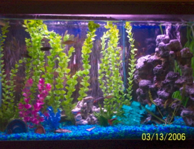 freshwater fish tank (mostly fish and non-living decorations) - 29 gallon - currently contains mostly livebearers - fancy guppies, platies, and assorted mollies.  also have 2 danios, 2 neon tetras, 1 yoyo botia and 1 chinese algae eater