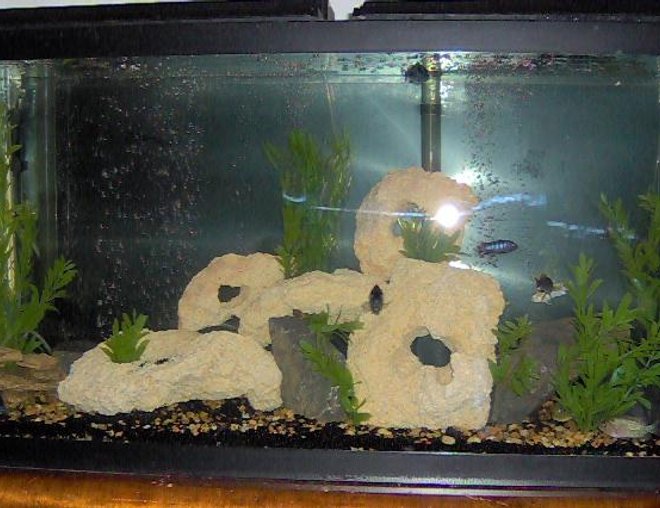 55 gallons freshwater fish tank (mostly fish and non-living decorations) - Tank Currently holds a mix of Cichlids there are a total of 14 (55 gal)