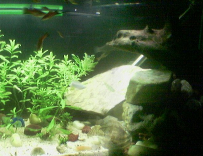 50 gallons freshwater fish tank (mostly fish and non-living decorations) - my aquarium