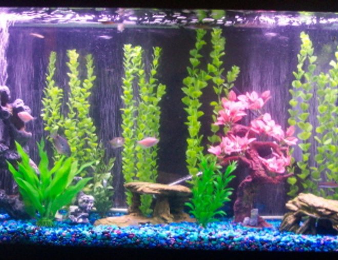 freshwater fish tank (mostly fish and non-living decorations) - 55 gallon