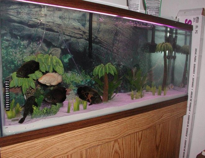 55 gallons freshwater fish tank (mostly fish and non-living decorations) - my first 55 gl fish tank...too many large fish... and mixing a Pirana is not a good idea, but it is getting out in about 2 weeks!