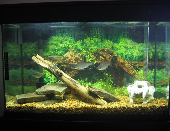 29 gallons freshwater fish tank (mostly fish and non-living decorations) - my 29 gallon eclipse