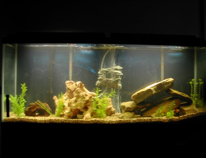 55 gallons freshwater fish tank (mostly fish and non-living decorations) - 55 gallon cichlid tank