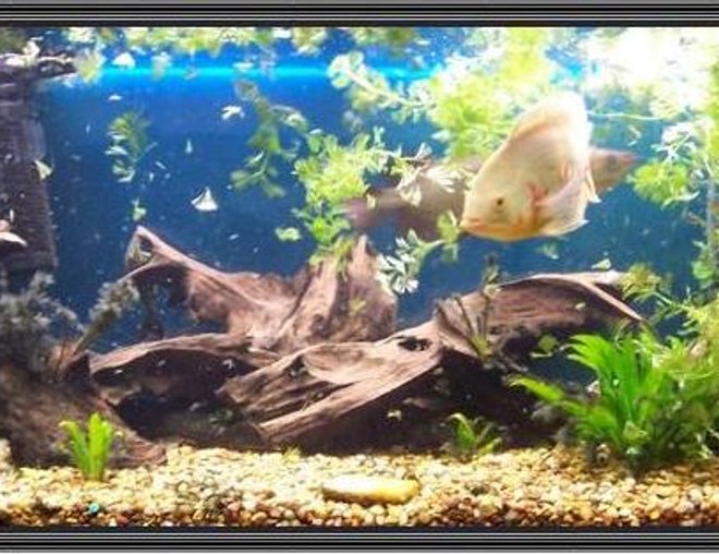 120 gallons freshwater fish tank (mostly fish and non-living decorations) - 75g