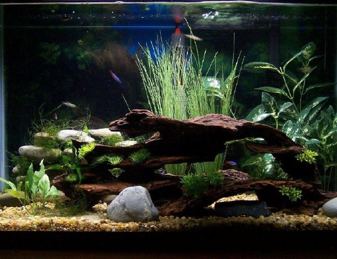 29 gallons freshwater fish tank (mostly fish and non-living decorations) - 29 gallon.  Java Moss, small Java Ferns and artificial plants.   My first tank so nothing elaborate yet.  I'm still looking for ideas to have it end up looking as natural as possible