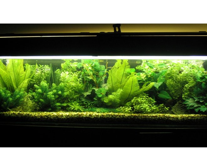 52 gallons freshwater fish tank (mostly fish and non-living decorations) - fully planted tank all plastic plants