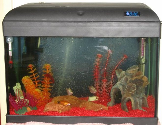 10 gallons freshwater fish tank (mostly fish and non-living decorations) - my tank only had it for 3 weeks