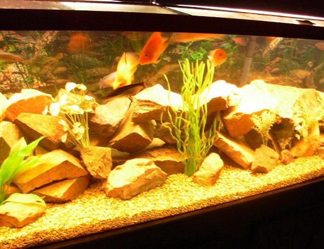 125 gallons freshwater fish tank (mostly fish and non-living decorations) - 125 gallon cichlid tank