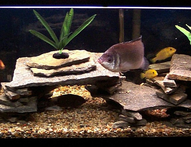 80 gallons freshwater fish tank (mostly fish and non-living decorations) - The large cichlid population in the tank
enjoy the natural rock cave environment.

If you look closely to the bottom left you will see a breeding pair or cichlids.

Adding rock to my tank has cut down on the agression of the fish and has also given all of them a territory to call there own.