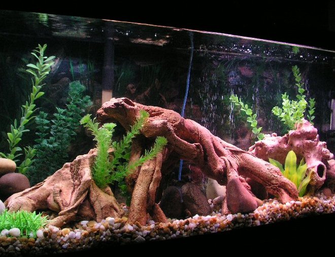 55 gallons freshwater fish tank (mostly fish and non-living decorations) - This is my recent tank for a tropical community built around gouramis.