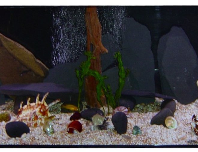 33 gallons freshwater fish tank (mostly fish and non-living decorations) - new tang tank 33 long