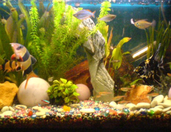 20 gallons freshwater fish tank (mostly fish and non-living decorations) - So this is it......hope you like it!