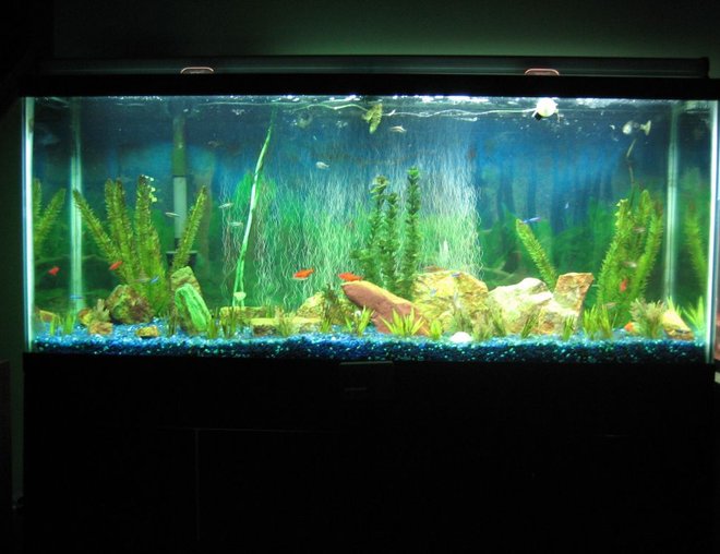 55 gallons freshwater fish tank (mostly fish and non-living decorations) - My 55 gallon freshwater running on a budget.