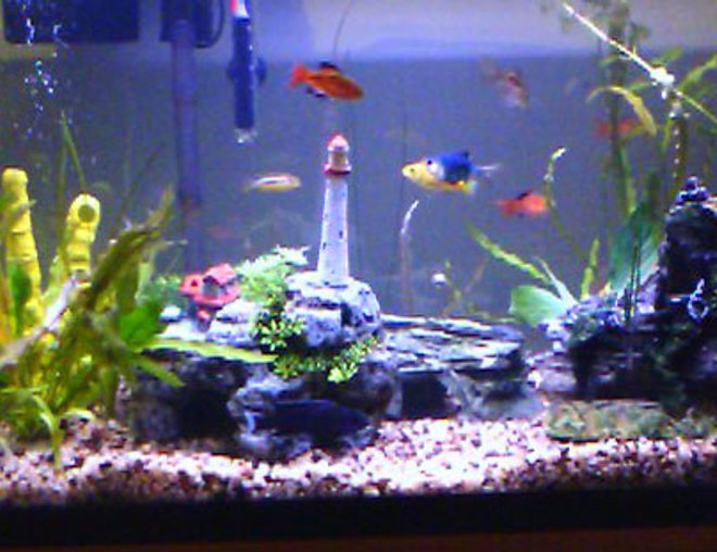 29 gallons freshwater fish tank (mostly fish and non-living decorations) - You can see it, no need to describe it.