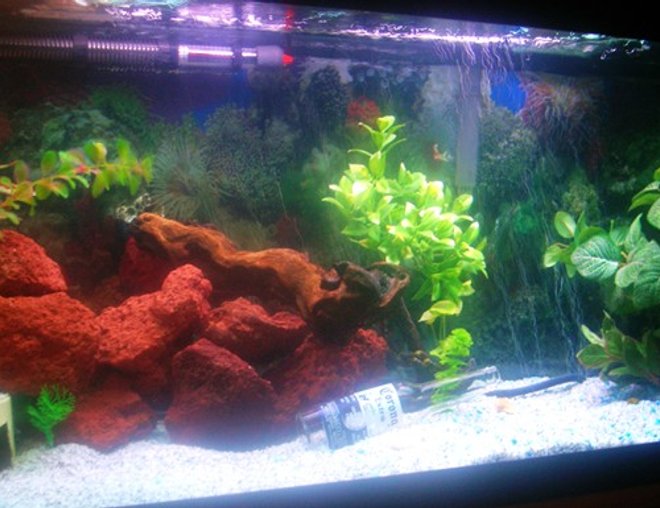 90 gallons freshwater fish tank (mostly fish and non-living decorations) - 90 gallons
