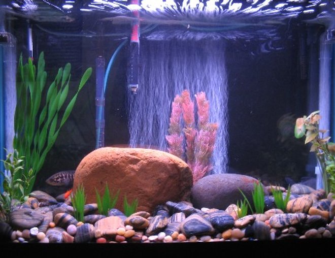 29 gallons freshwater fish tank (mostly fish and non-living decorations) - This is my tank, i recently changed the rocks to these larger polished river rocks.  This picture was taken a few days ago before I added my gourami's