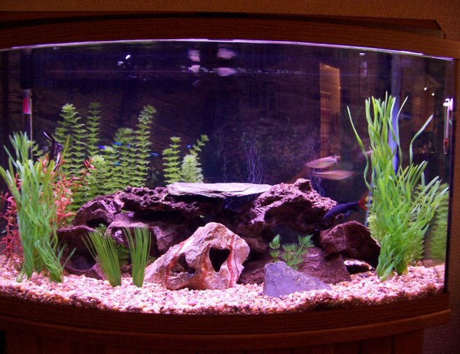 46 gallons freshwater fish tank (mostly fish and non-living decorations) - here it is!