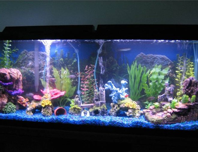 55 gallons freshwater fish tank (mostly fish and non-living decorations) - none