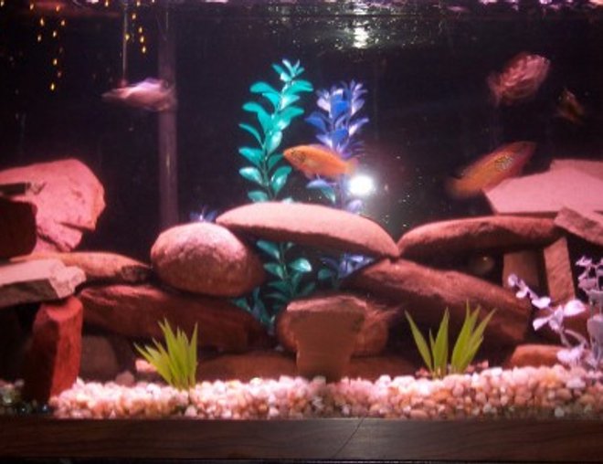 35 gallons freshwater fish tank (mostly fish and non-living decorations) - 35 Gallon African Cichlids. 9 cichlids, 1 snail, 1 pleco.  Fake Plants.  Whisper 40