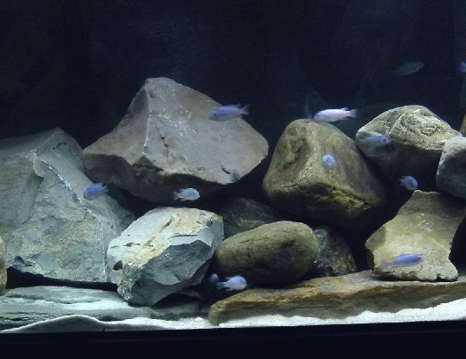 75 gallons freshwater fish tank (mostly fish and non-living decorations) - 75 gallon all mbuna tank.
Homegrown colony of Maylandia callainos. (the adults are hiding)  Sand, rocks, rocks, some more rocks....  doing my best to make it look like lake Malawi.