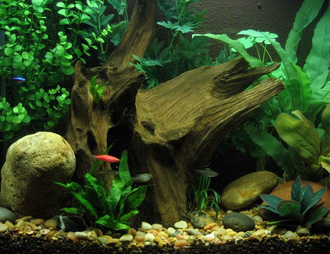 15 gallons freshwater fish tank (mostly fish and non-living decorations) - 15 Gallon