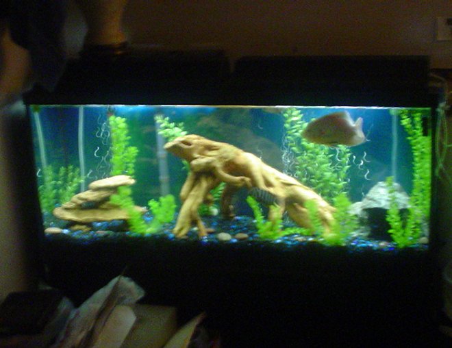55 gallons freshwater fish tank (mostly fish and non-living decorations) - 55 GAL....Tha home of my fishes....8" PACU, 7" OSCAR, 3 1/2 " GREEN TERROR, 3" CONVICT AND 1" JACK DEMPSEY......