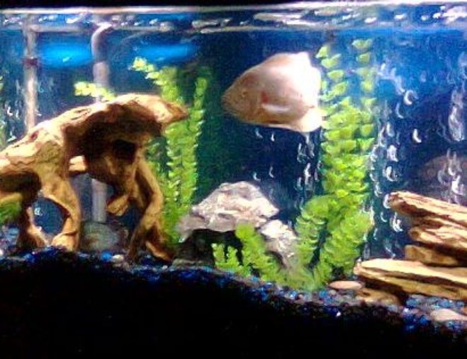 55 gallons freshwater fish tank (mostly fish and non-living decorations) - 55 GAL....Tha home of my fishes....8" PACU, 7" OSCAR, 3 1/2 " GREEN TERROR, 3" CONVICT AND 1" JACK DEMPSEY......