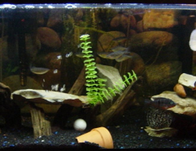 75 gallons freshwater fish tank (mostly fish and non-living decorations) - 75g Oscar/clown loach tank. Cascade 1000 cannister filter- AC70 and EMP400 HoBs.
2 300W heaters.