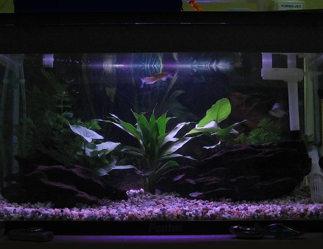 15 gallons freshwater fish tank (mostly fish and non-living decorations) - Moonlight in my aquarium