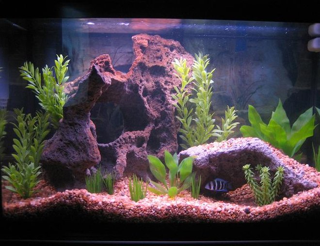 30 gallons freshwater fish tank (mostly fish and non-living decorations) - 30 Gallon Front View (5-11-06)