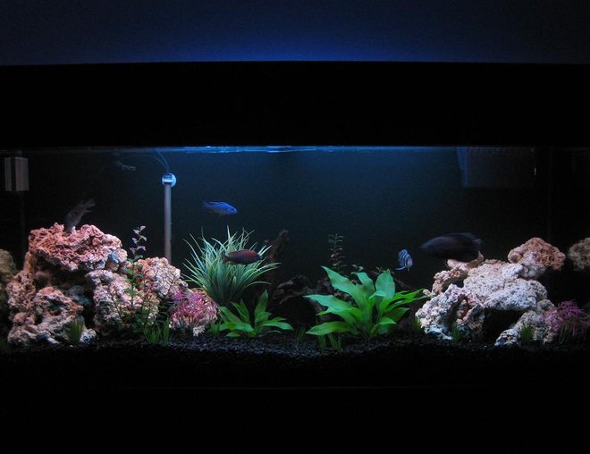 30 gallons freshwater fish tank (mostly fish and non-living decorations) - 125 Gallon Front View (5-14-06)