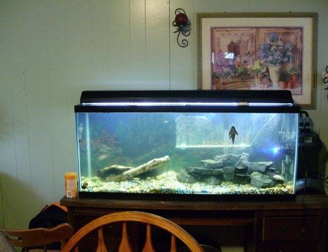 55 gallons freshwater fish tank (mostly fish and non-living decorations) - My 55g