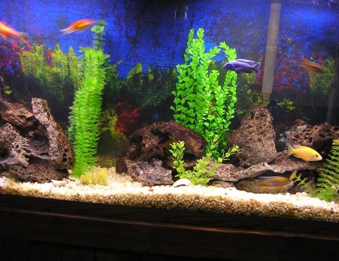 60 gallons freshwater fish tank (mostly fish and non-living decorations) - 60 gallon cichlid tank