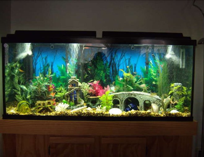 55 gallons freshwater fish tank (mostly fish and non-living decorations) - 55 gallon Tetra Tank
