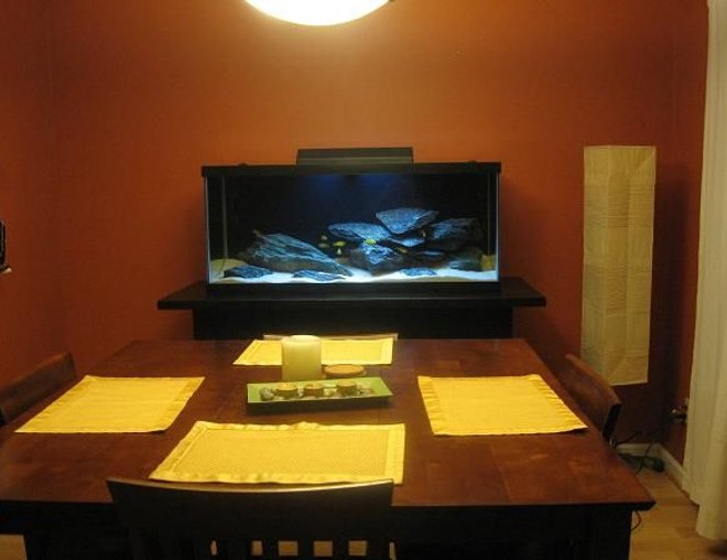 75 gallons freshwater fish tank (mostly fish and non-living decorations) - dining room entertainment