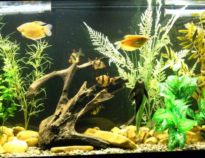 55 gallons freshwater fish tank (mostly fish and non-living decorations) - Full Tank View
