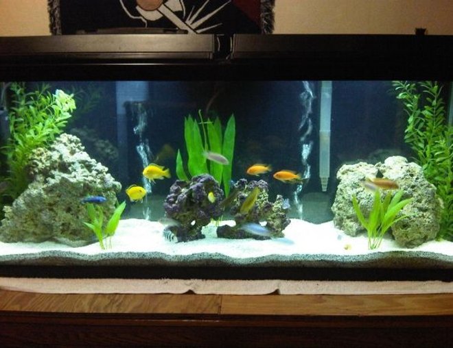 55 gallons freshwater fish tank (mostly fish and non-living decorations) - A work in progress