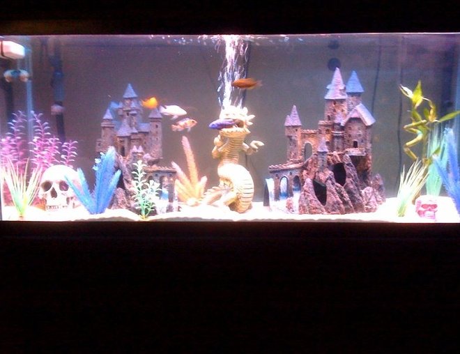 55 gallons freshwater fish tank (mostly fish and non-living decorations) - My first aquarium.