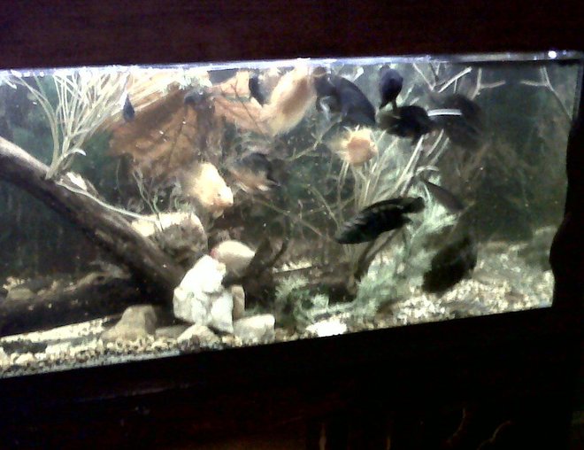 75 gallons freshwater fish tank (mostly fish and non-living decorations) - Better view of my freshwater tank.